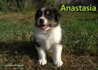 anastasia_7