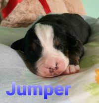 jumper_3