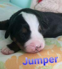 jumper_4